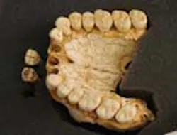 neanderthal-small neanderthal-small