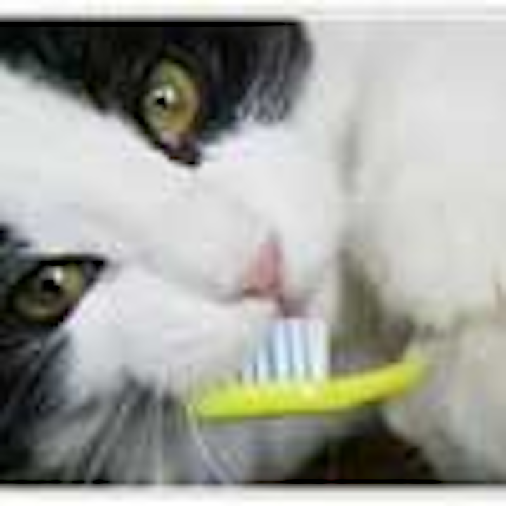 Dental Health Important For Cats Too Dentistryiq