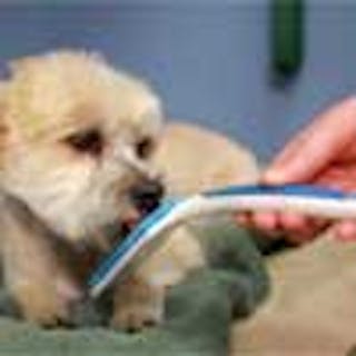 Dog sales toothbrush orapup