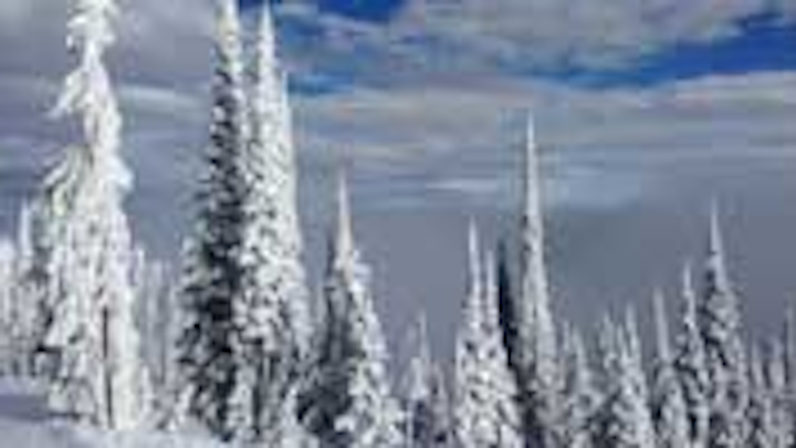 Content Dam Diq Online Articles 2015 03 Montana Trees Stacey Article Thumbnail