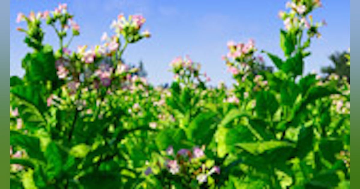 Tobacco Use What Is Dokha Dentistry IQ tobacco-use-what-is-dokha-dentistry-iq