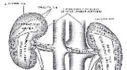 Content Dam Diq Online Articles 2015 04 Greys Anatomy Kidney180 100 Content Dam Diq Online Articles 2015 04 Greys Anatomy Kidney180 100