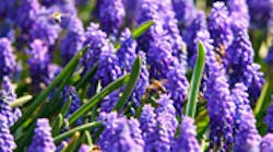 Content Dam Diq Online Articles 2015 04 Spring Bees 180 100 Content Dam Diq Online Articles 2015 04 Spring Bees 180 100