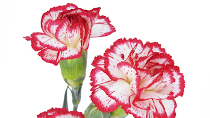 Content Dam Diq Online Articles 2015 06 Carnation 1
