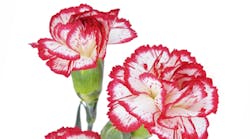 Content Dam Diq Online Articles 2015 06 Carnation 1 Content Dam Diq Online Articles 2015 06 Carnation 1