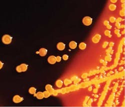 Bacteria Cre Fo Bacteria Cre Fo