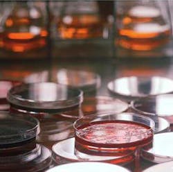 Bacteria Fo Bacteria Fo