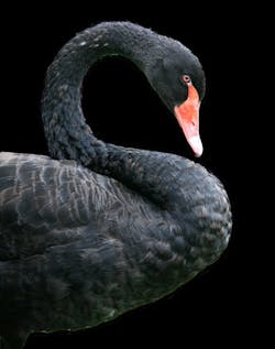 Blackswanproofs Blackswanproofs