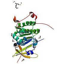 Breast Cancer Genes Fo Breast Cancer Genes Fo