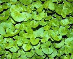 Centella Fo Centella Fo