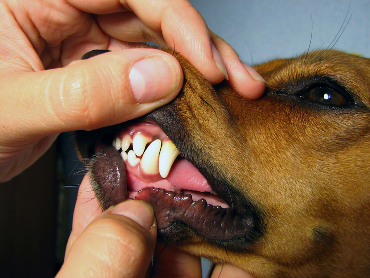 The Importance Of Canine Dentistry Dentistryiq