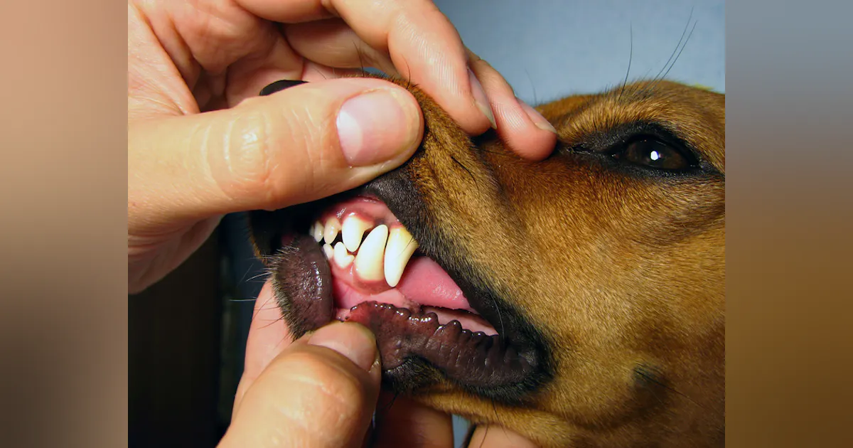 The importance of canine dentistry | Dentistry IQ
