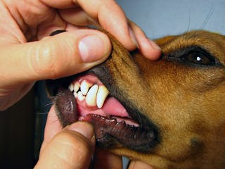 Dog Teeth Dreamstime For Web