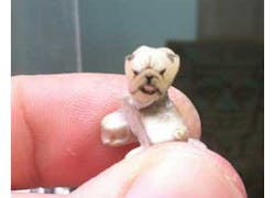 Dog Tooth Tattoo Dog Tooth Tattoo