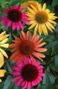Echinacea Fo Echinacea Fo