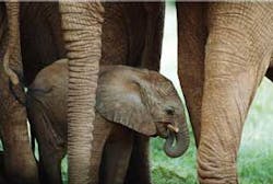 Elephants Fo Elephants Fo