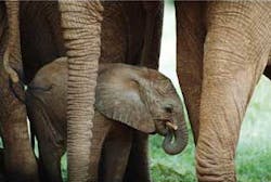 Elephants Fo Elephants Fo