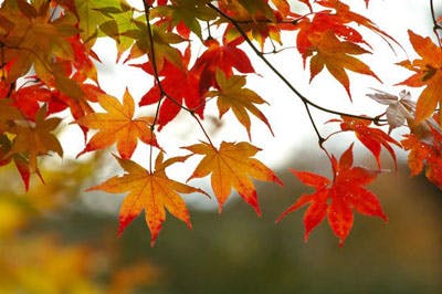 Fall Leaves Treemsh