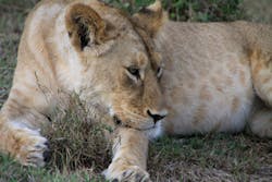 Female Lion Fo Female Lion Fo