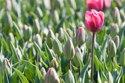 Flowers500 Fo Flowers500 Fo