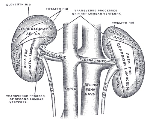 Greys Anatomy Kidney