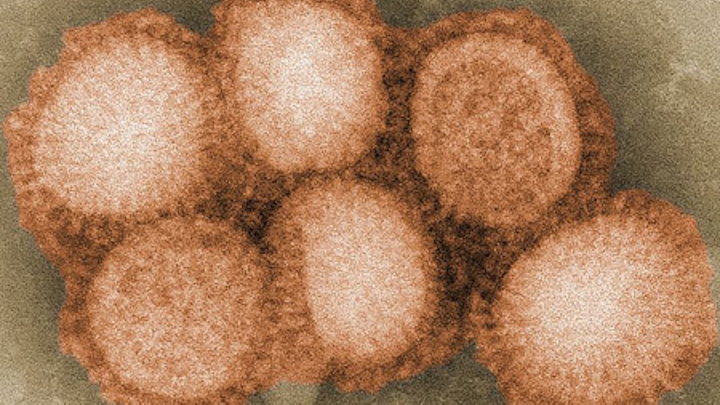 H1n1 Virus Fo