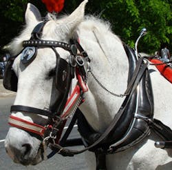 Horse Reisman Horse Reisman