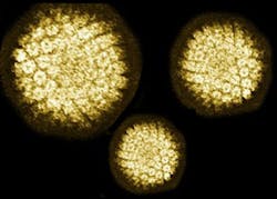 Hpv Virusmsh Hpv Virusmsh