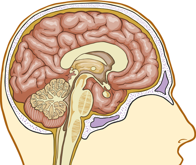 Human Brain 800 675