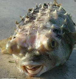 Humans Grow Beaks Humans Grow Beaks