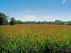 Indianacornfield Indianacornfield