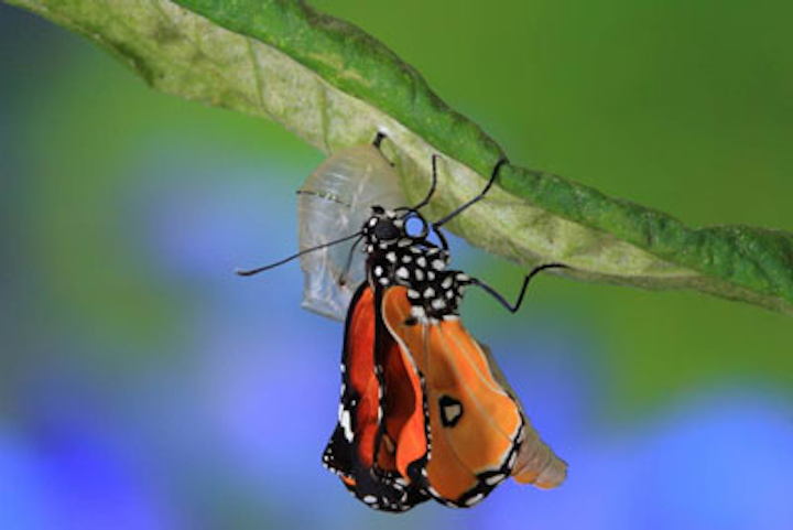 Kristinebutterfly