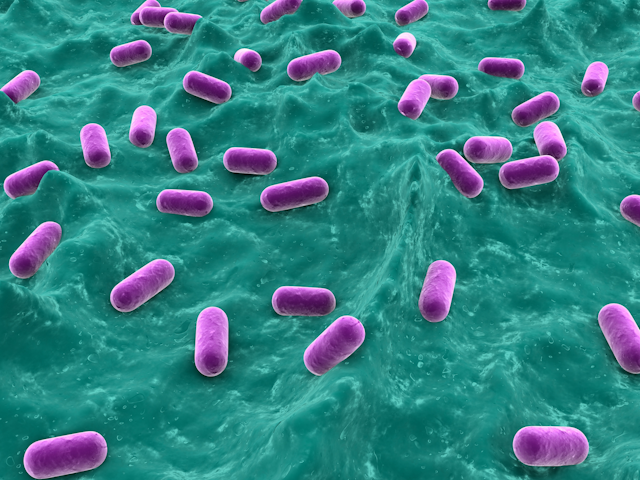 Lactobacillus