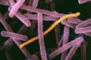 Lactobacillus Fo Lactobacillus Fo
