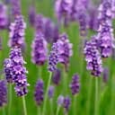 Lavender Fo Lavender Fo