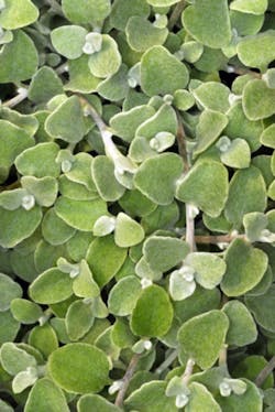 Leaves Licorice Fo Leaves Licorice Fo