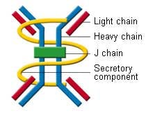 Light Chain Fo Light Chain Fo
