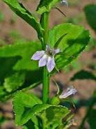 Lobelia Inflata Fo Lobelia Inflata Fo