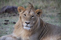 Male Lion Fo Male Lion Fo