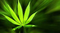 Marijuana Leaf Dreamstime