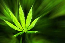 Marijuana Leaf Dreamstime Marijuana Leaf Dreamstime