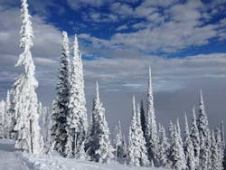 Montana Trees Stacey Montana Trees Stacey