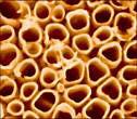 Nanotubes Fo Nanotubes Fo