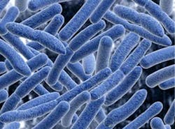 Oral Bacteria Oral Bacteria