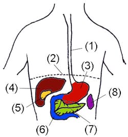 Pancreas Fo Pancreas Fo