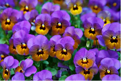 Pansies Pansies
