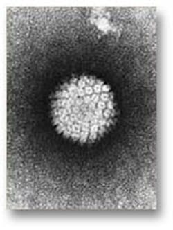 Pennwell web 162 215 Pennwell web 162 215