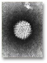 Pennwell web 162 215 Pennwell web 162 215