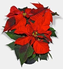 Pennwell web 215 235 Pennwell web 215 235