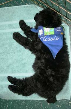 Pennwell web 500 763 Pennwell web 500 763